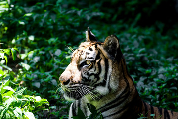 The Tiger that Symbol of strong and powerful