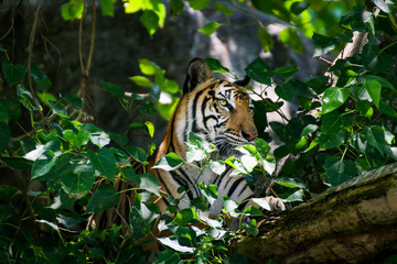 Fototapeta na wymiar Portrait of a Royal Bengal tiger Camouflage near timber and looking something on tree
