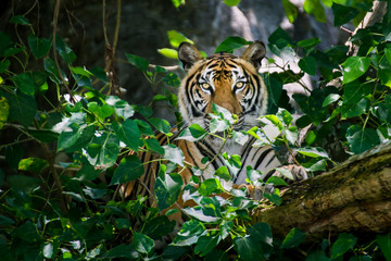 Portrait of a Royal Bengal tiger staring at and looking the camera