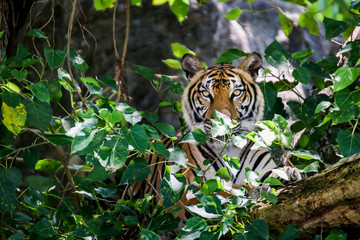 Portrait of a Royal Bengal tiger staring at and looking the camera