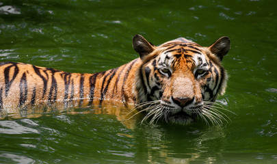 Fototapeta na wymiar Large bengal tiger that swimming in the pond find food and fish