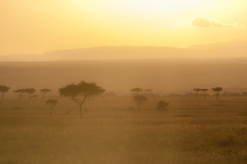 Fototapeta na wymiar Beautiful Foggy Sunrise in Savanna grassland Ecosystem, The Maasai Mara National Reserve, Kenya, Africa