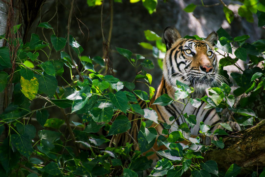 Portrait of a Royal Bengal tiger Camouflage near timber and looking something on  tree