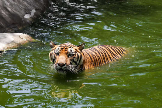 Large bengal tiger  that swimming in the pond find food and fish