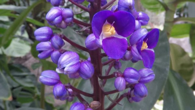 Blooming flower with vibrant violet,  purple , yellow petals swaying in gentle breeze, close-up slow motion camera move. Macro shot