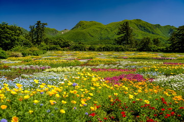 花畑　花公園