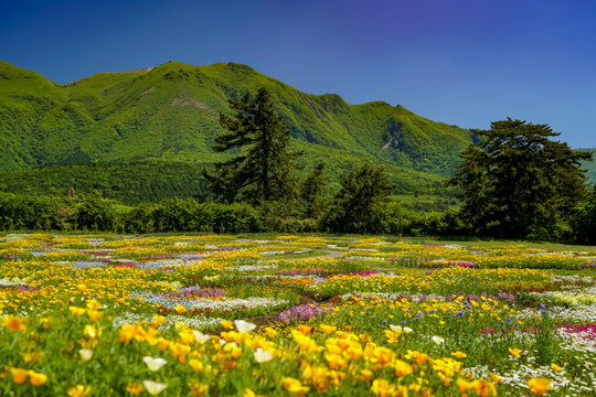 花畑　花公園