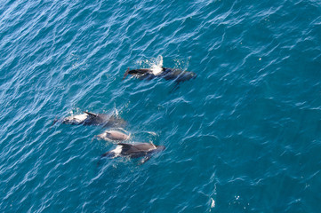 Obraz premium Long-finned Pilot Whales