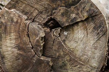 Tree rings are counted to determine the age of a tree. Cut wood texture.