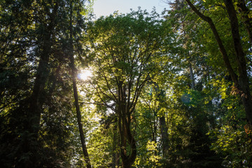 Photo of looking up view of trees against the sun at Stanley Park, Vancouver, BC