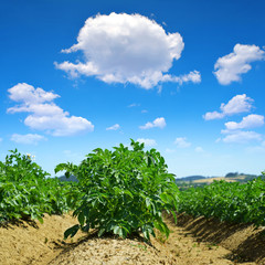 Fototapeta na wymiar Green field of potato crops and blue sky with clouds.