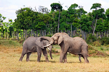 Fototapeta premium Fighting african elephant in The Maasai Mara National Reserve, Kenya