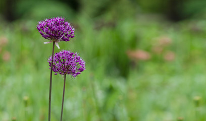 Allium, decorative onion bloom.