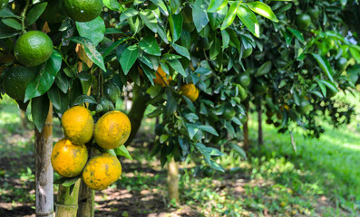 Orange fruit on its tree in the garden