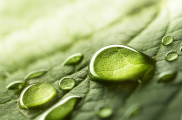 Large beautiful drops of transparent rain water on a green leaf macro. Drops of dew in the morning glow in the sun. Beautiful leaf texture in nature. Natural background. - obrazy, fototapety, plakaty