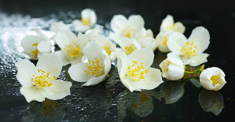 Obrazy na Szkle  Białe kwiaty jaśminu na ciemnym tle z kroplami wody.
