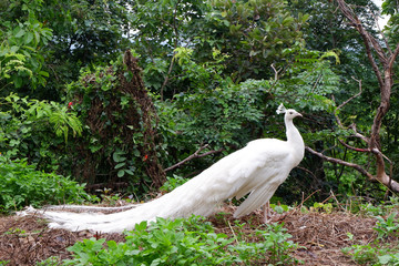 Obraz premium White Peacock Birds in Thailand and Southeast Asia.