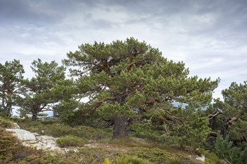 Scots pine forest and padded brushwood (Cytisus oromediterraneus and Juniperus communis) in Siete Picos (Seven Peaks) range, Guadarrama Mountains National Park, provinces of Madrid and Segovia, Spain