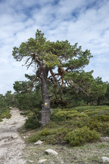 Scots pine forest and padded brushwood (Cytisus oromediterraneus and Juniperus communis) in Siete Picos (Seven Peaks) range, Guadarrama Mountains National Park, provinces of Madrid and Segovia, Spain