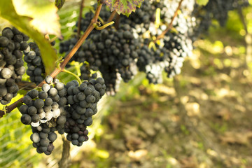 Vineyards./Vineyards 