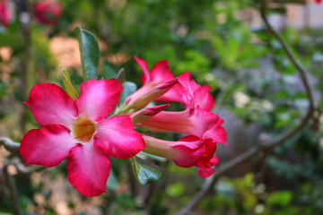 desert rose flower 