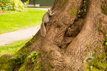 Photo of curious squirrel playing on tree