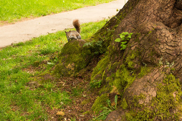 Naklejka na ściany i meble Photo of curious squirrel playing on tree