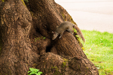 Photo of curious squirrel playing on tree