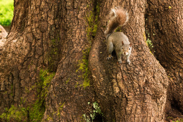 Photo of curious squirrel playing on tree