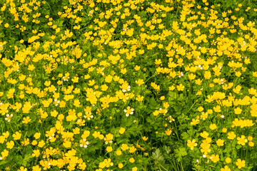 Photo of yellow flowers background