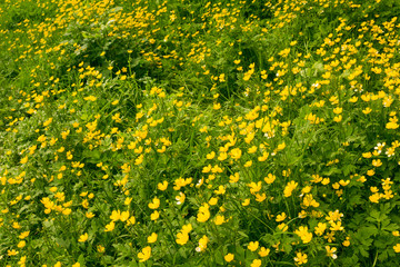 Obraz premium Photo of yellow flowers background