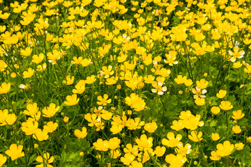 Fototapeta premium Photo of yellow flowers background