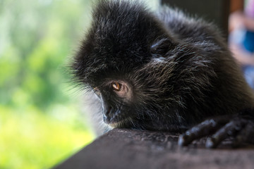 Portrait of sad silvery lutung monkey on the wooden handrail. Selective focus on the eyes. Labuk...