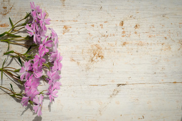 phlox subulata on a wooden background with copy space