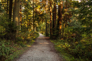 Photo of endless sunny path on the heart of Stanley Park's forest, Vancouver, BC - obrazy, fototapety, plakaty