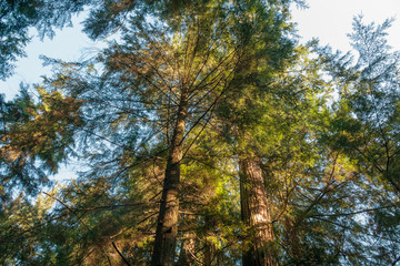 Photo of tall pine trees looking up on blue sky