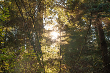 Photo of sun peeking through the branches of thick forest