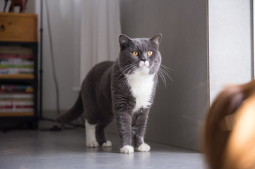 Gray British shorthair cats, indoors