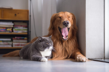 British shorthair cats and Golden Retriever