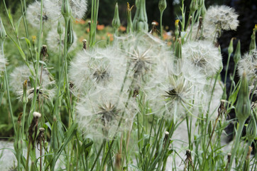 Dandelions on the meadow