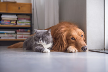 British shorthair cats and Golden Retriever