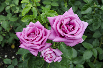 Beautiful rose on a bush in the garden