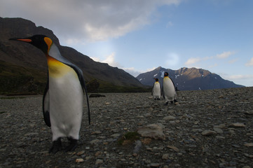 King Penguins at Fortuna Bay
