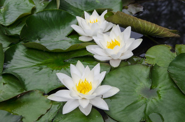Beautiful oriental water lily