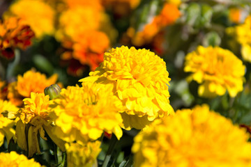Yellow and orange spring flowers from the flower bed