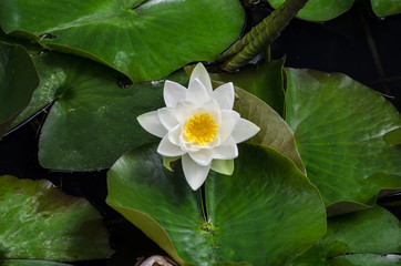 Beautiful oriental water lily