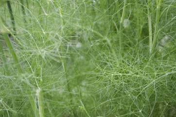 Dill as background