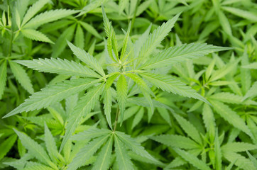 Cultivation of marijuana leaves