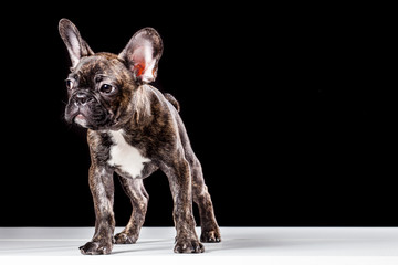 French Bulldog  on a black i
