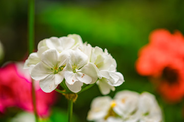 Obraz na płótnie Canvas White Flower in nature. Macro